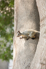 Peruvian white tail squirrel rodent urban wildlife