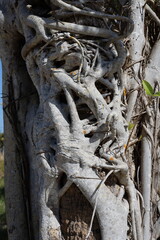Strangler fig tree growing over other tree in tropical climate vertical photo