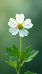 stunning macro shot of a single large white clover flower on a leafy stem, delicate, nature
