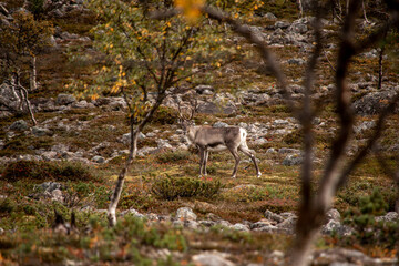 Rentier mit bäumen und gras