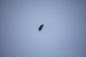 großer Vogel in Norwegen