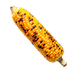 Fototapeta premium Grilled corn on the cob balanced on a silver fork White background vibrant yellow