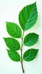 Obraz premium Fresh eucalyptus leaf with delicate texture and intricate veins, plant, botanical