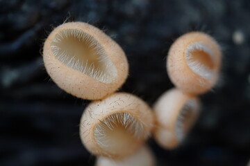 Tropical cup fungus (Cookeina Tricholoma), family Sarcoscyphaceae in the Amazon rainforest, state of Amazonas, Brazil.
