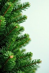 Freshly cut green spruce for Christmas decoration, green, branches