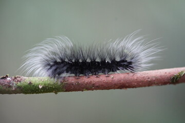 Black and white butterfly caterpillar Apistosia Judas (Erebidae, Arctiinae, Lithosiini) on a twig. Here a larger, 45 mm long specimen in the Amazon rainforest near Manaus, state of Amazonas, Brazil.