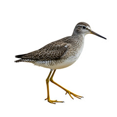 Obraz premium Front view full body shot of an extremely perfect looking single Lesser Yellowlegs bird isolated on a white transparent background 