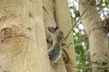 Peruvian white tail squirrel rodent urban wildlife