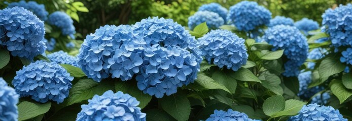 Large clusters of vibrant blue hydrangea flowers in full bloom against a bright green garden background, foliage, gardening, greenery