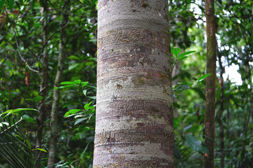 Bark of the rare Brosimum parinarioides rainforest tree (popular names: Caucho or Leite de Amapa). It is a Moraceae family tree whose milk is used for medicinal purposes. Amazon rainforest, Brazil.