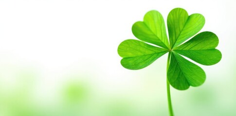 Lush green clover plant isolated on white background, green, herb
