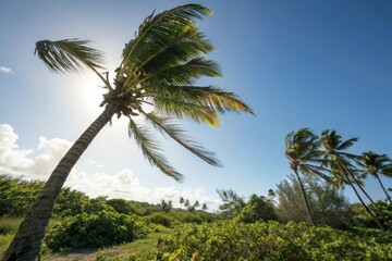 Fototapeta premium Palm tree with leaves blowing in the wind as the sun shines brightly overhead outdoors in tropical climate, palm tree, outdoor, tropical, natural beauty