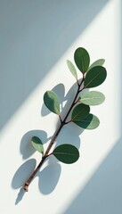 Shadowy eucalyptus branch on light gray abstract surface, gray, diagonal, eucalyptus