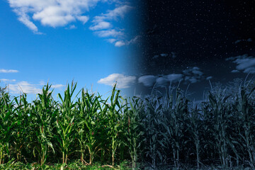 Field of corn by day and under starry night sky, low angle view. Time of day change, collage