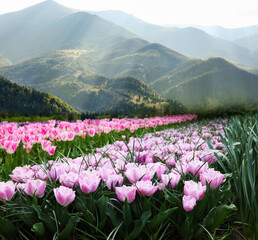Fototapeta premium Field of beautiful tulips and mountains in morning. Spring flowers