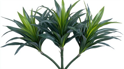 Obraz premium Lush Green Leaves Emerging from Vibrant Indoor Plant Arrangement