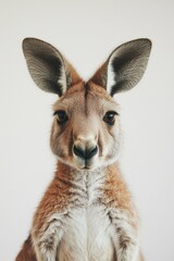 Fototapeta premium Cute Kangaroo Portrait