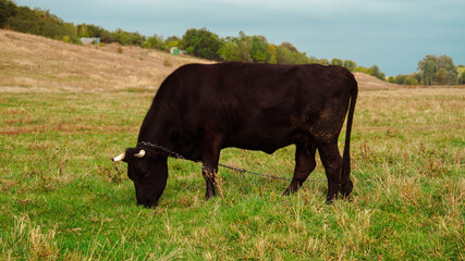 Black cow grazing in a rural field