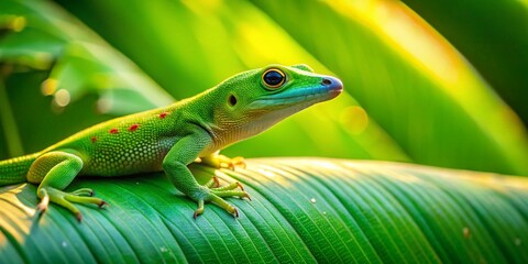 Fototapeta premium Green Gecko on Lush Banana Leaf - Candid Wildlife Photography