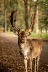 Fototapeta premium wild mit geweih von nahem