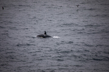 rückenflosse Orca in freier Natur