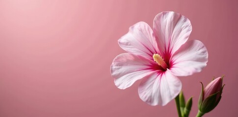 Marshmallow Althaea officinalis flower in isolation, flowers, nature, floral