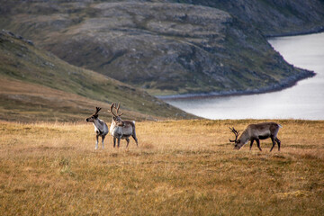 kleine rentier herde in norwegen