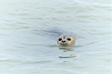 seal in water
