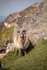 schafe an felsbrocken