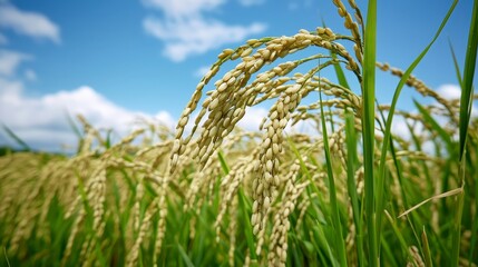 Golden Rice Fields Under a Blue Sky with Fluffy White Clouds