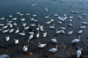 white swans on the seashore