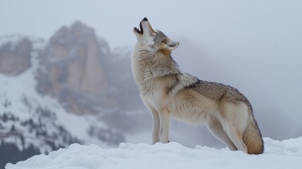 Fototapeta premium Snowy Landscape with Howling Wolf in Majestic Mountain Setting