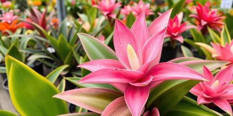 Fototapeta premium Pink bromeliad flower blooming on a lush green pink plant with vibrant green leaves in a beautiful garden nursery setting, botany, horticulture