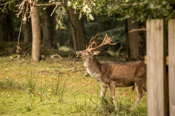 Fototapeta premium wild in deutschland