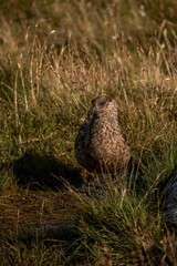 braune Möwe im Gras
