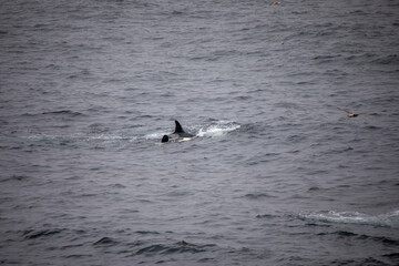 Orcas in freier wildbahn vor der küste von Norwegen © Victoria