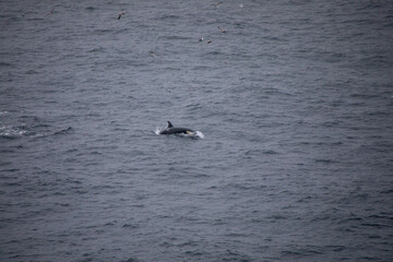 Orcas in freier wildbahn vor der küste von Norwegen