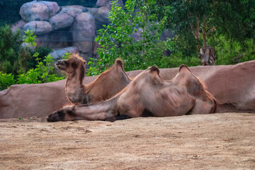 A camel is laying down in a zoo enclosure