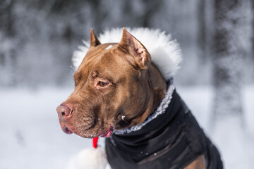 winter forest chocolate colored pitbull in red Santa Claus hat