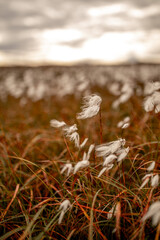 Wollgras in herbstlichem Gras