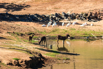 A herd of animals are drinking water from a pond