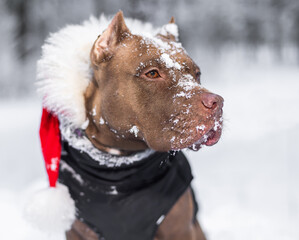 winter forest chocolate colored pitbull in red Santa Claus hat