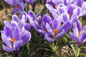 Purple crocus flowers blooming in the garden.