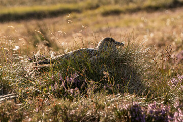 braune Möwe im Gras
