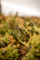 wilde Heidelbeeren in norwegen