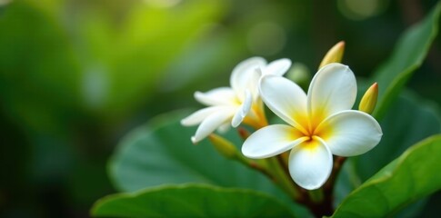 Fragrant white frangipani blooms in tropical garden, plant, tropical