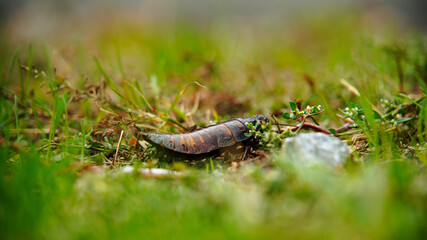 Cockroach Crawling Through Green Grass
