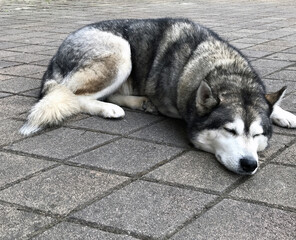 homeless Husky dog on pavement
