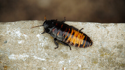 Madagascar Hissing Cockroach on Concrete Surface
