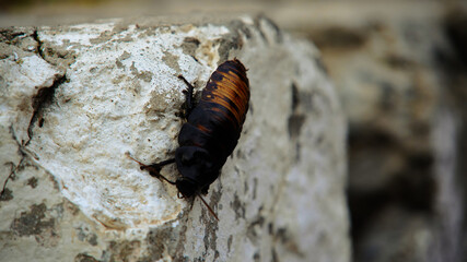 Madagascar Hissing Cockroach on Concrete Surface